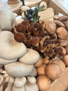 Funghi freschi